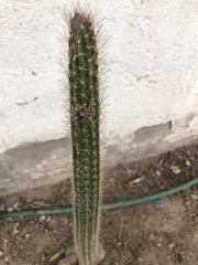 Nyctocereus serpentinus