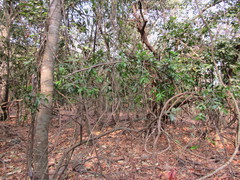 Bonellia macrocarpa macrocarpa