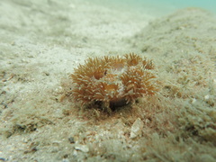 Duncanopsammia peltata