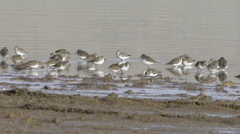 Calidris mauri
