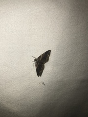 Anticlea multiferata