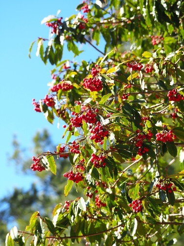 Image of Photinia niitakayamensis by no rights reserved