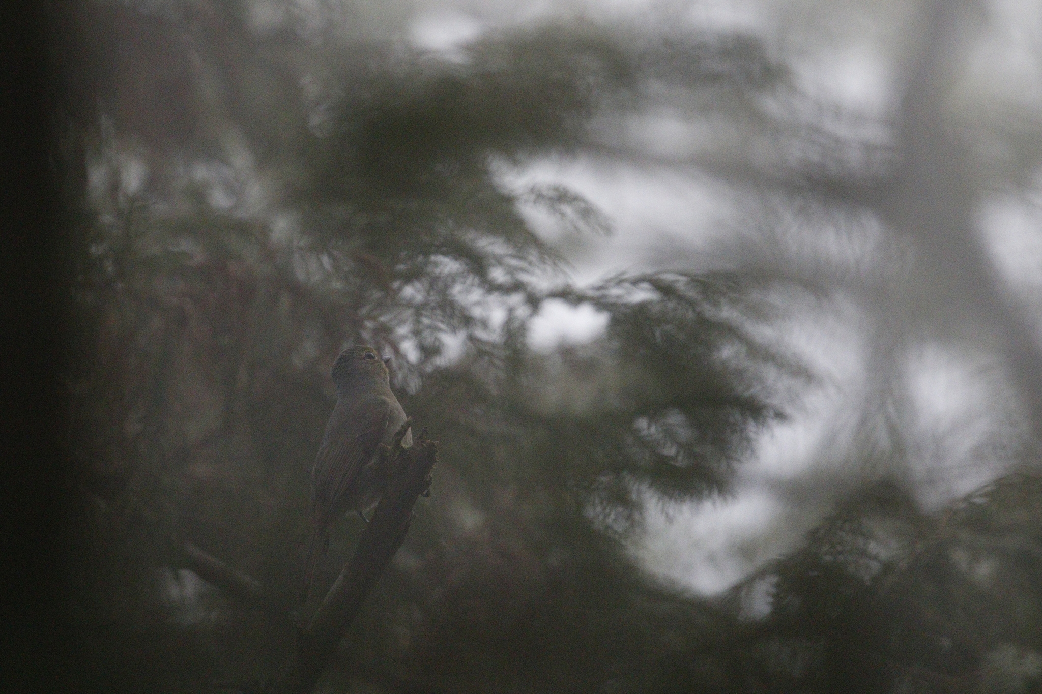 Taiwan Vivid Niltava