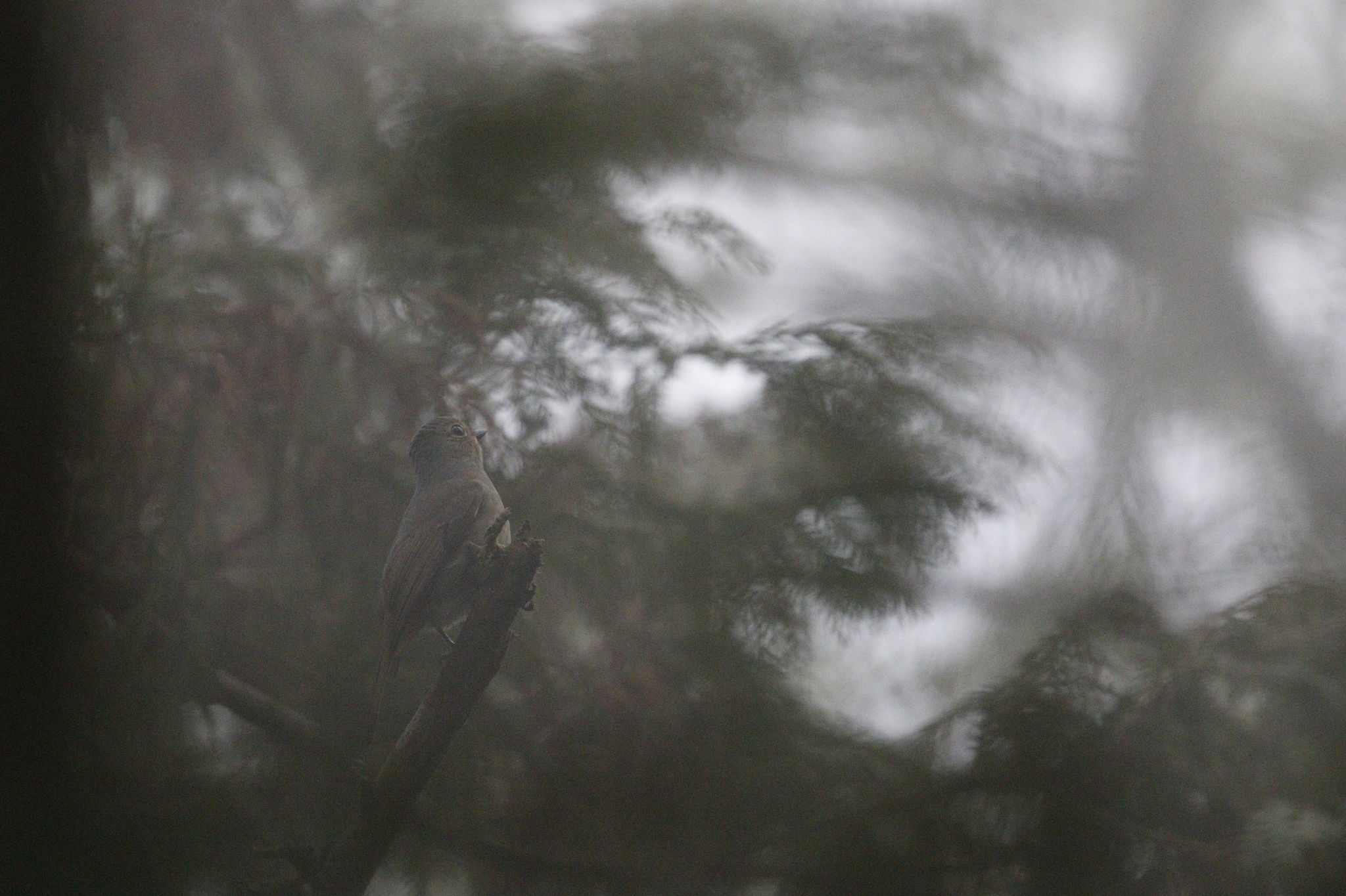 Taiwan Vivid Niltava