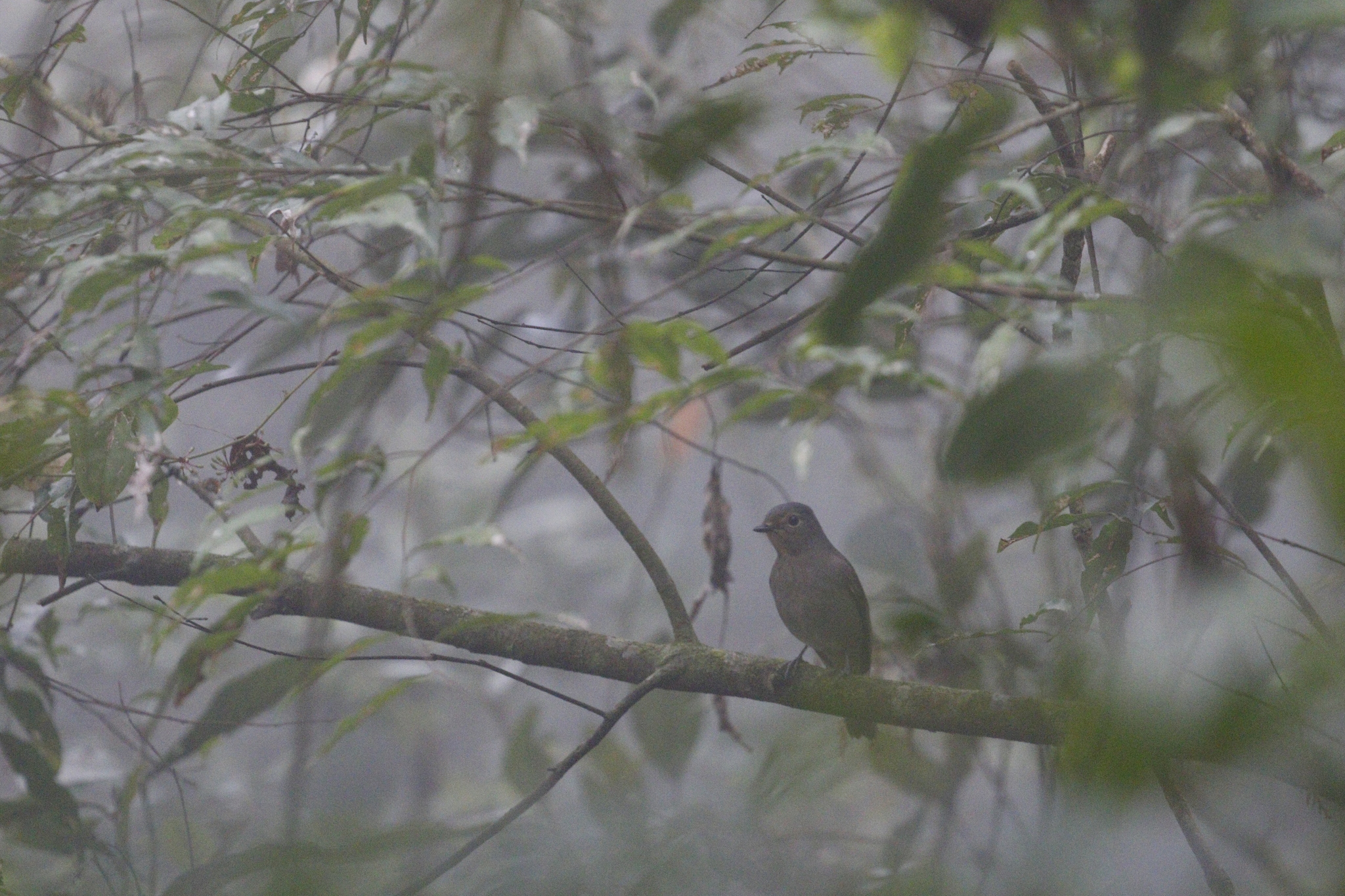 Taiwan Vivid Niltava