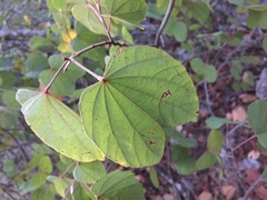 Bauhinia coulteri