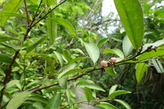 Glycosmis parviflora