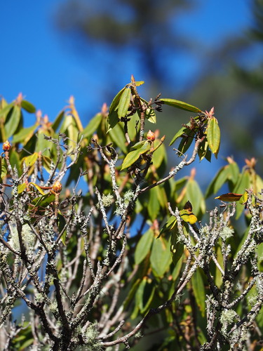 Image of Rhododendron pseudochrysanthum by no rights reserved