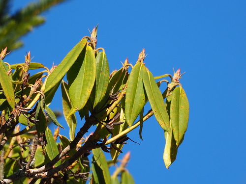 Image of Rhododendron pseudochrysanthum by no rights reserved