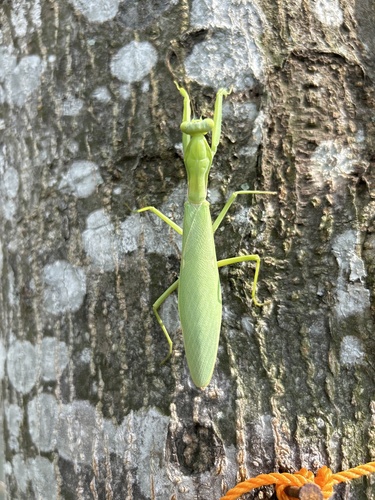 Giant Asian Mantis