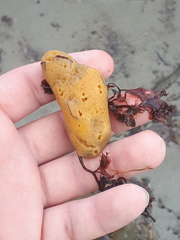 Halichondria panicea