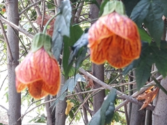 Callianthe picta