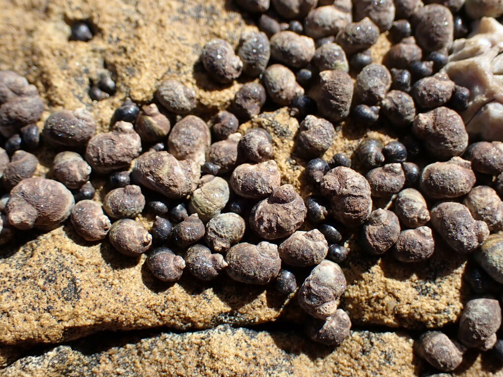 Afrolittorina praetermissa