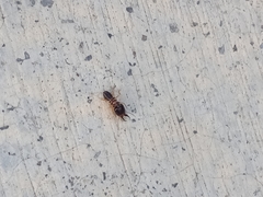 Macrotermes carbonarius