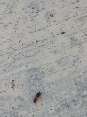 Macrotermes carbonarius