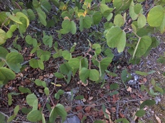 Bauhinia coulteri