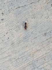 Macrotermes carbonarius