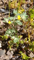 Acmispon brachycarpus