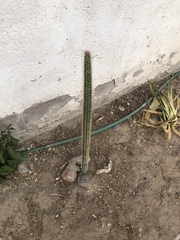 Nyctocereus serpentinus