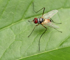 Cholomyia inaequipes
