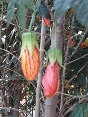 Callianthe picta