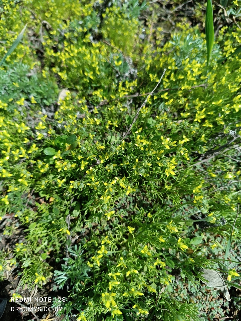 Curveseed Butterwort from 44, Karaganda 100000, Kazakhstan on April 20