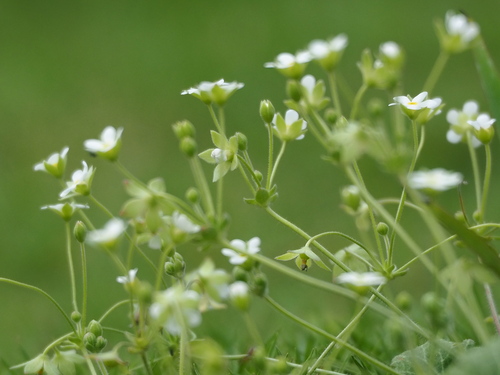 Image of Androsace umbellata by no rights reserved