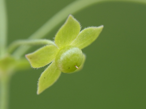 Image of Androsace umbellata by no rights reserved