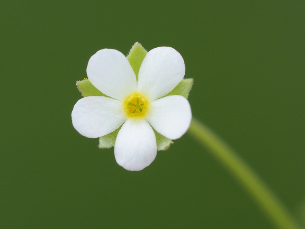 Androsace umbellata (Androsace umbellata)