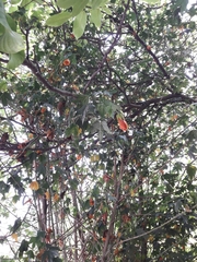 Callianthe picta
