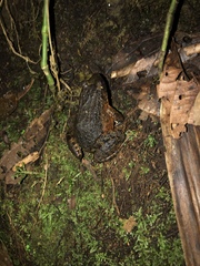 Leptodactylus wagneri