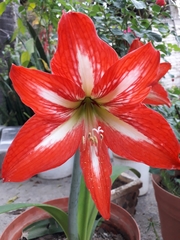 Hippeastrum vittatum