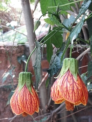 Callianthe picta