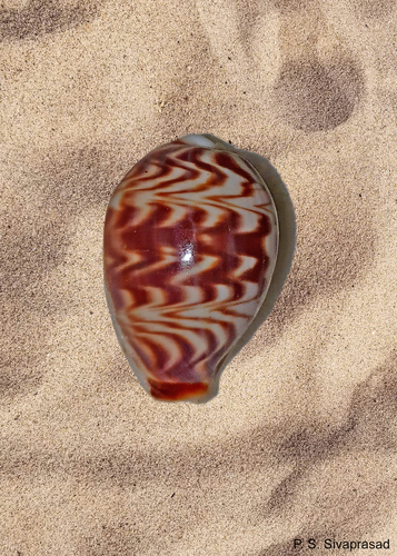 Cypraea diluculum, 2021-04-12