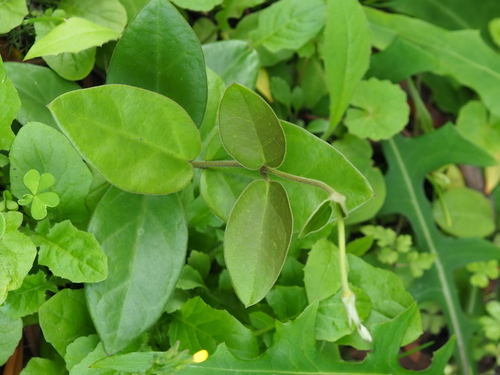 Image of Vincetoxicum hirsutum by no rights reserved