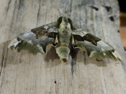 Lime hawk-moth