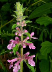Stachys mexicana