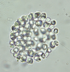 Anthophysa