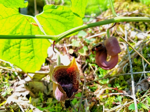 Aristolochia pontica, 2024-04-20