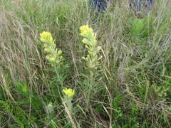 Castilleja citrina