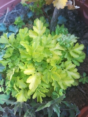 Petroselinum crispum