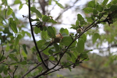 Malacomeles denticulata