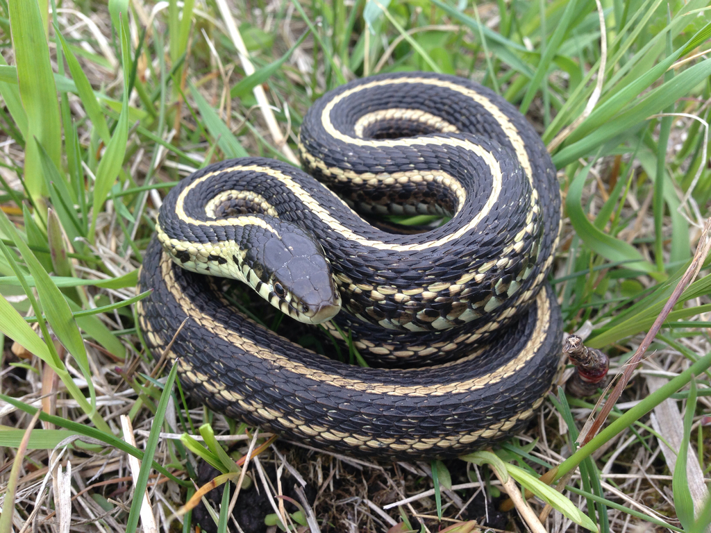 Plains Garter Snake (Amphibians and Reptiles of Calgary) · iNaturalist