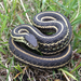 Plains Garter Snake - Photo (c) Neil Balchan, some rights reserved (CC BY-NC), uploaded by Neil Balchan