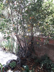 Callianthe picta