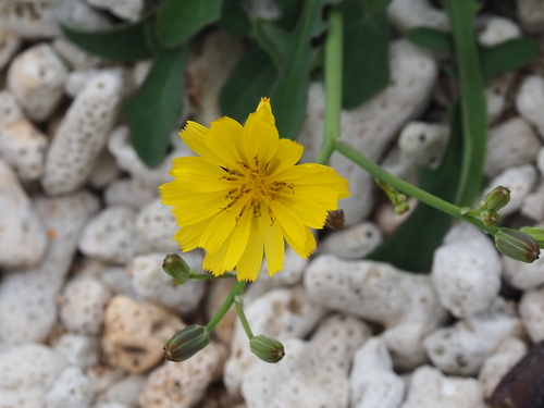 Image of Ixeris japonica by no rights reserved