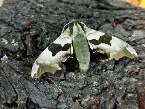 Lime hawk-moth