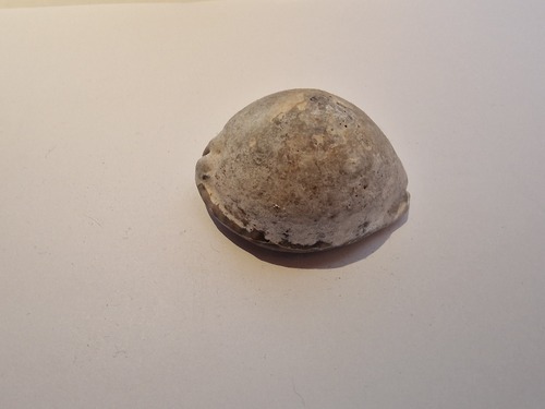 Arabian Cowrie (Mauritia arabica)