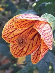 Callianthe picta