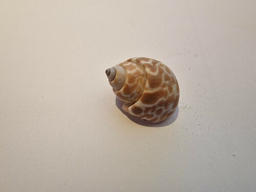 Spiral Babylon Snail (Babylonia spirata)